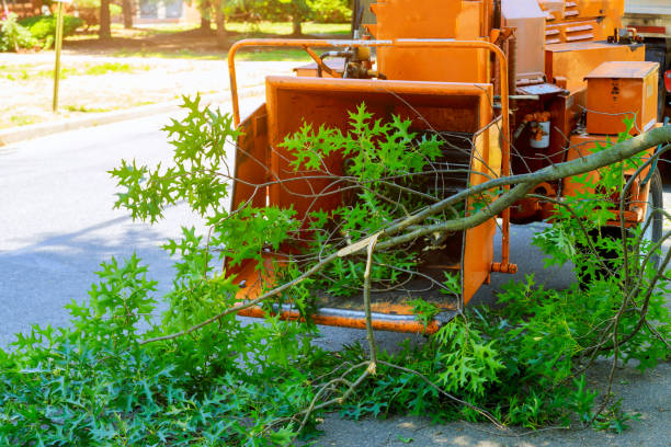 Tree Service Company in Zebulon, GA